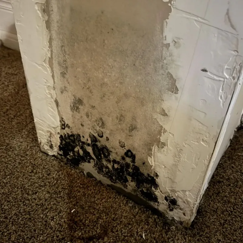 Professional Mold Removal in Allen, TX
